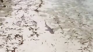 Big Fish!!!