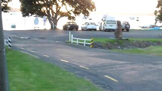 NZ Trashy MILF public piss on roadside the massive creampie fuck as a reward