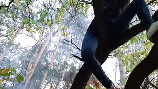 Girl climbed a tree to rub her pussy on it - Lesbian-illusion