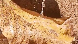 Girl Pissing on a large leaf that has fallen from a tree to the ground in Nature Park